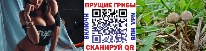 Галлюциногенные грибы прущие грибы  Братск 